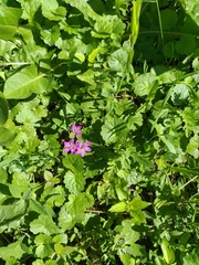 Erodium cicutarium