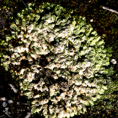 Riccia spongiosula