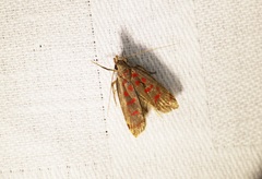 Dichomeris sandycitis