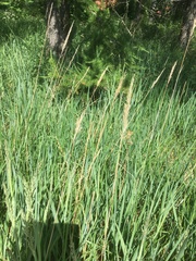 Calamagrostis stricta
