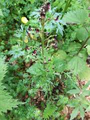 Scrophularia juratensis