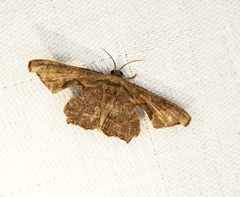 Monobolodes prunaria