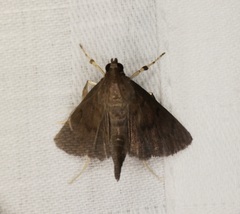Omiodes tristrialis