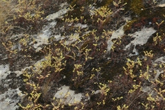 Dudleya multicaulis