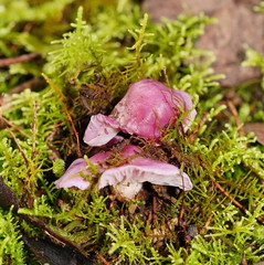 Hygrocybe cheelii