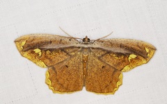 Pareumelea eugeniata