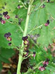 Scrophularia juratensis