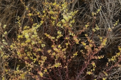 Dudleya multicaulis