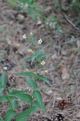 Vincetoxicum hirundinaria