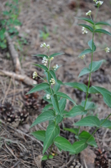 Vincetoxicum hirundinaria