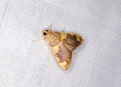Rehimena phrynealis