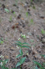 Vincetoxicum hirundinaria
