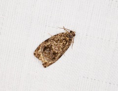 Phaecasiophora