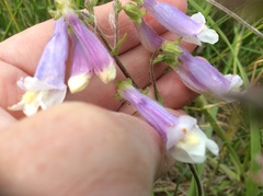 Penstemon hirsutus