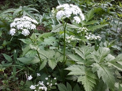 Chaerophyllum hirsutum
