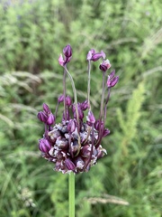 Allium