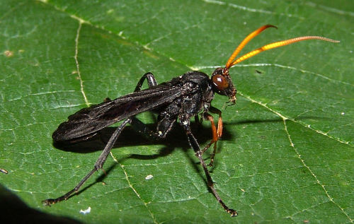Bent-shielded Besieger Wasp photo 3