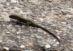 Podarcis muralis