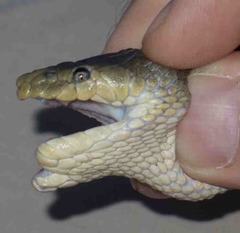 Hydrophis schistosus