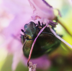 Protaetia cuprea