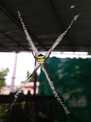 Argiope pulchella