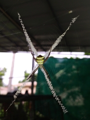 Argiope pulchella