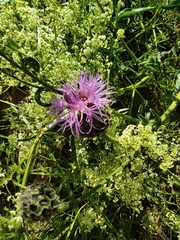 Centaurea scabiosa