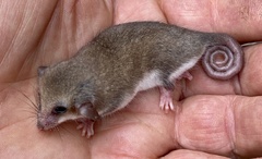 Cercartetus concinnus