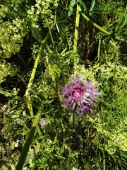 Centaurea scabiosa