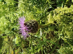Centaurea scabiosa