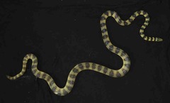 Hydrophis cyanocinctus