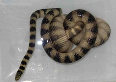 Hydrophis cyanocinctus
