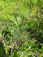 Festuca valesiaca