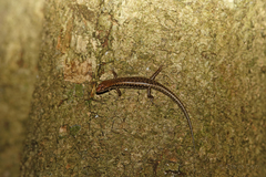 Concinnia tenuis