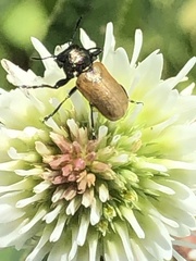 Labidostomis