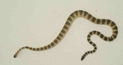 Hydrophis lapemoides