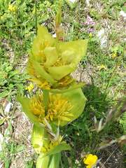 Gentiana lutea vardjanii
