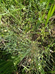 Festuca valesiaca