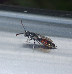 Sapyga quinquepunctata