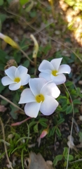 Oxalis minuta
