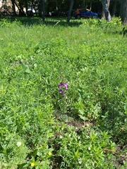 Verbascum phoeniceum