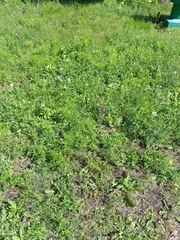 Verbascum phoeniceum