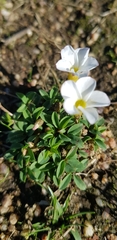 Oxalis minuta