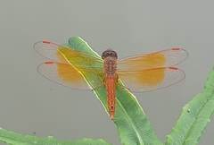 Brachythemis contaminata