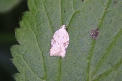 Acleris kochiella