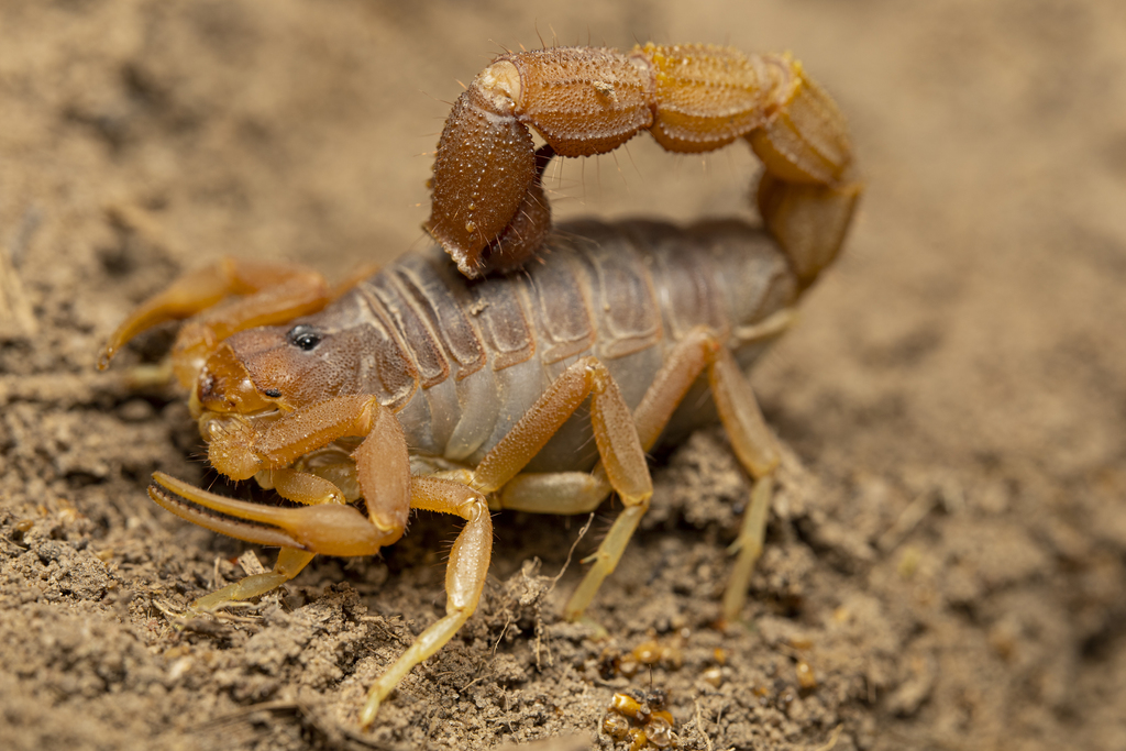 Drab Thicktail Scorpion