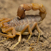 Drab Thicktail Scorpion - Photo (c) david_taylor, some rights reserved (CC BY-NC), uploaded by david_taylor