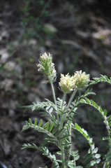 Oxytropis pilosa