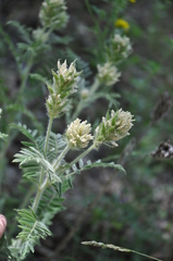 Oxytropis pilosa