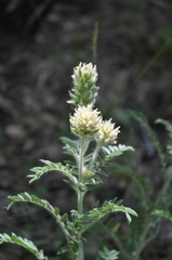 Oxytropis pilosa